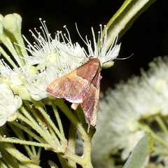 Endotricha mesenterialis