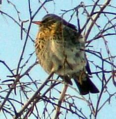 Turdus pilaris