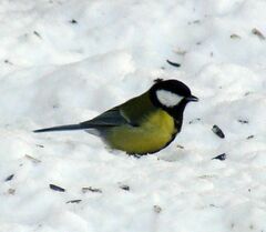 Parus major