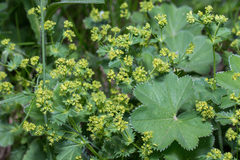 Alchemilla