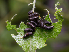 Gonioctena viminalis