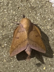 Adeloneivaia