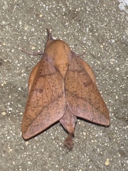 Adeloneivaia