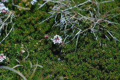 Pimelea alpina