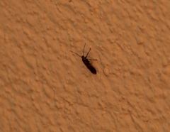 Aetole unipunctella