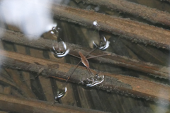 Limnometra