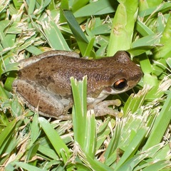 Litoria dentata