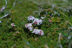 Pimelea alpina