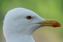 Larus michahellis