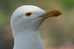 Larus michahellis