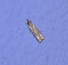 Microcrambus