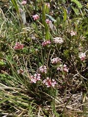 Pimelea alpina
