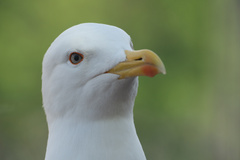 Larus michahellis