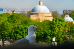 Larus michahellis