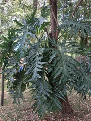 Philodendreae