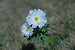 Ranunculus anemoneus