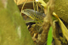 Eutropis andamanensis