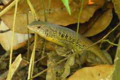 Eutropis andamanensis