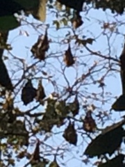 Pteropus giganteus