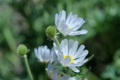 Ranunculus anemoneus