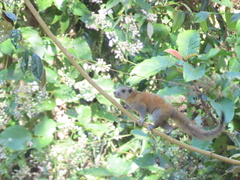 Callosciurus caniceps