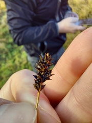 Carex muricata pairae