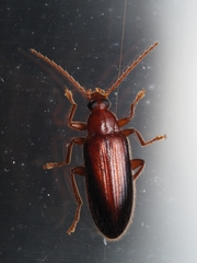 Alleculina