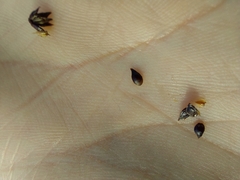 Carex muricata pairae