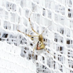 Theridion pyramidale