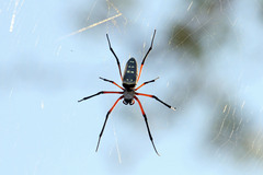 Trichonephila sumptuosa