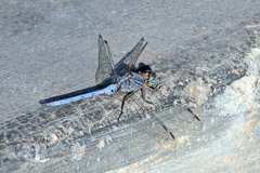 Orthetrum chrysostigma