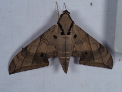 Ambulyx substrigilis