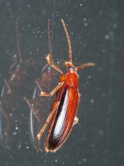 Alleculina