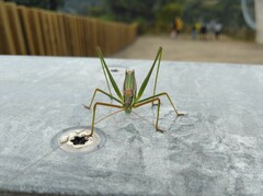 Odontura macphersoni