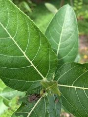 Poneridia semipullata