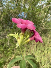 Allamanda blanchetii