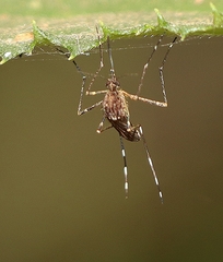 Aedes alboannulatus