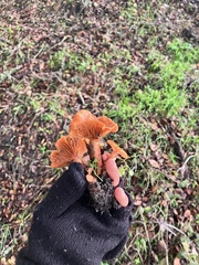 Lactarius rufulus