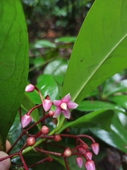 Ardisia