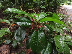 Ardisia