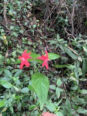 Ruellia coccinea