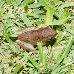 Litoria dentata