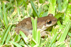 Litoria dentata