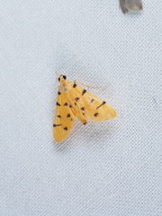 Xanthomelaena schematias