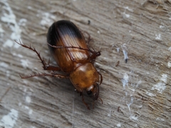 Phyllotocus macleayi