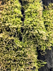 Funaria hygrometrica
