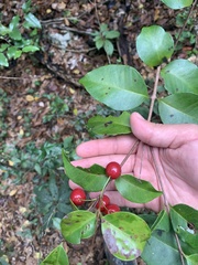 Eugenia pseudopsidium