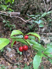 Eugenia pseudopsidium