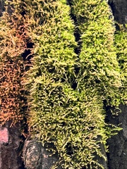 Funaria hygrometrica