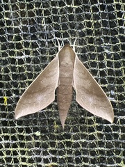 Xylophanes porcus